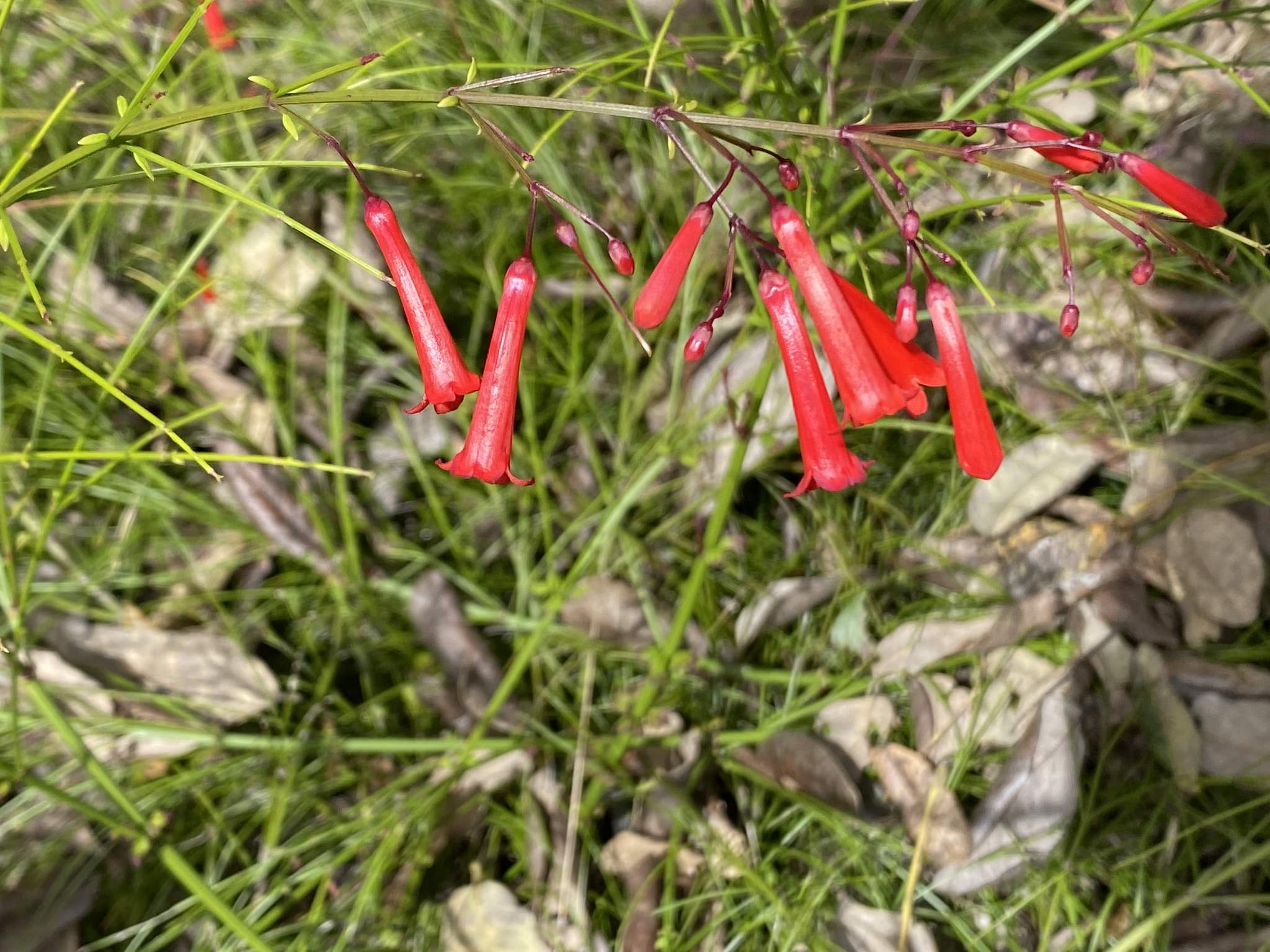 Russelia equisetiformis